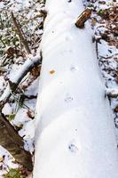 Katzenspuren auf dem ersten Schnee bedeckten einen Baumstamm foto