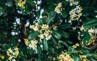 Pittosporum tobira Blüten und Blätter, enger Winkel foto