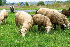 Weiße und braune Hausschafe fressen grünes Gras auf der Wiese. Bauernhofrinder grasen auf der Weide. foto