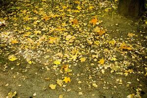 Herbstlaub auf dem Boden foto