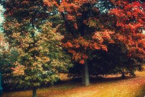 Bäume im Herbststadtpark foto