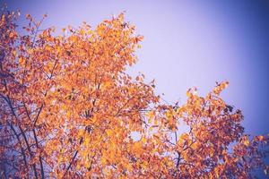 gelbe Blätter auf der Baumkrone foto