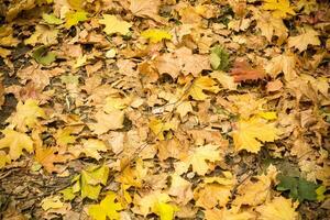 Herbstlaub auf dem Boden foto