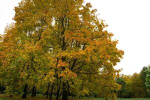 Goldener Herbst im Stadtpark foto