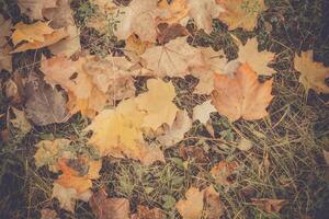 Herbstlaub auf dem Gras Retro foto