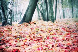 Herbstbäume gefiltert foto