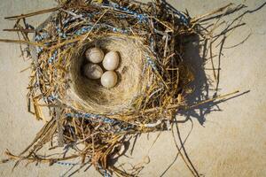 kleine Vogeleier im Nest foto