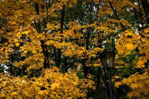 Goldener Herbst im Park foto