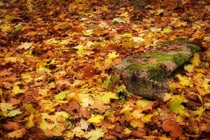 Herbstlaub gefallen foto