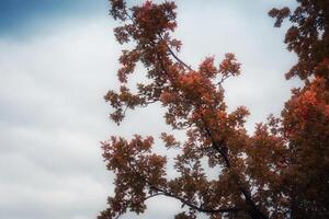 Äste im Herbstpark foto