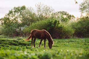 Pferd auf der Wiese, das direkt in die Kamera schaut foto