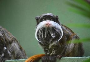 Bärtiger Tamarin-Affe, der auf einem Regal thront foto