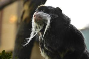 Seitenprofil eines bärtigen Kaisertamarins foto