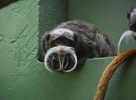 neugieriger bärtiger Kaiser-Tamarin-Affe, der sich umschaut foto