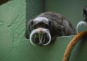 in das süße schnurrbärtige Gesicht eines Tamarins spähen foto