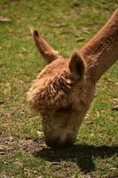 weidendes Alpaka, das an einem Sommertag Gras frisst foto