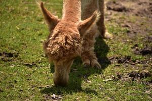 flauschiges braunes Alpaka, das einen Haufen Gras isst foto
