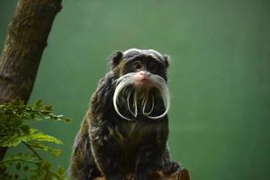 Flauschiger bärtiger Kaisertamarin-Affe, der sich umschaut foto