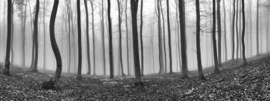 Panorama Buchenwald foto