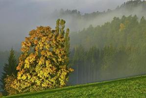 Herbstbaum im Nebel foto