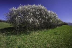 frühlingsblühende Sträucher foto