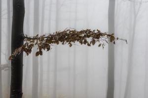 Herbstbuche mit Blättern foto