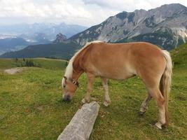 in den bayerischen alpen foto