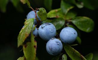 Nahaufnahme von wilden, blauen und reifen Schlehen, im Herbst vor einem dunklen Hintergrund in der Natur. die Schlehen sind mit Wassertropfen bedeckt. foto