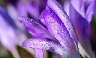 Nahaufnahme von violetten Krokusblüten, die im Frühling mit Wassertropfen bedeckt sind foto