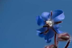 Nahaufnahme einer blauen Blüte im Frühling, von Borretsch- oder Gurkenkraut oder Kukumerkraut, die vor blauem Himmel blüht foto