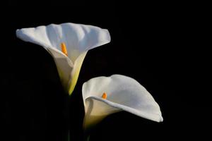 Zwei weiße Blüten von Zantedeschia aethiopica, allgemein bekannt als Calla-Lilie und Arum-Lilie, vor einem dunklen Hintergrund foto