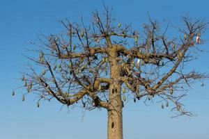 nahaufnahme der krone eines nackten seidenbaums mit dornen und länglichen früchten vor blauem himmel auf sizilien foto
