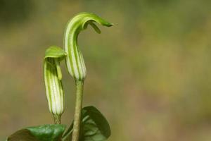 Nahaufnahme der blühenden Arisaema- oder Feuerkolbenlilie, die im Frühjahr mit grün-weiß gestreiften Blüten wächst foto