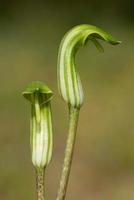 Nahaufnahme der blühenden Arisaema- oder Feuerkolbenlilie, die im Frühjahr mit grün-weiß gestreiften Blüten wächst foto
