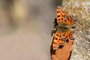 Nahaufnahme eines c-Schmetterlings, eines orangefarbenen Schmetterlings, der im Frühling auf einem Baumstamm sitzt und sich mit Platz für Text sonnt foto