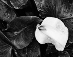 Zantedeschia aethiopica Blume foto