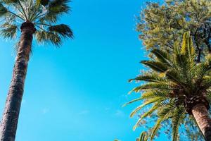 Foto Laub tropischer Palmen.