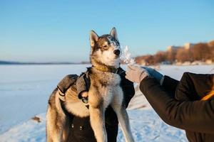 süßer heiserer hund foto