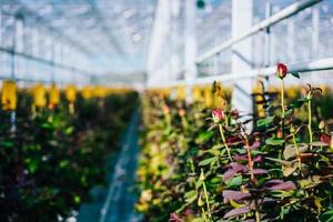 Gewächshausrosen, die bei Tageslicht wachsen. foto