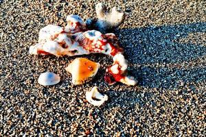 Satz Muscheln auf weißem Sandhintergrund foto