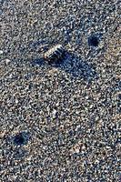 Satz Muscheln auf weißem Sandhintergrund foto