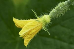 eine Gurkenblüte foto