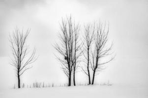 drei Bäume in der Landschaft foto