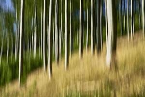 abstraktes Konzept Wald foto