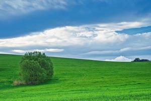 Landschaft mit Baum foto