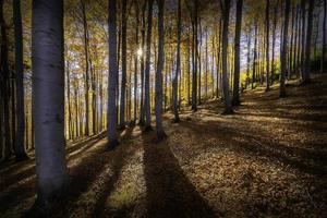 sonniger Buchenwald im Herbst foto