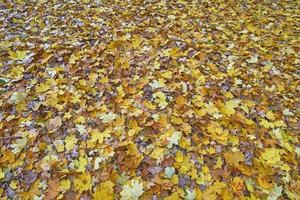 Herbstlaub auf dem Boden foto