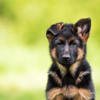 süßes Hündchen mit grünem Gras Bokeh Hintergrund Premium-Foto foto