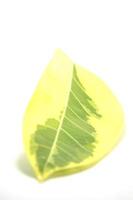 Indian Polka Dotted Rubber Tree ist ein Baum mit schönen gelbgrünen Blättern, die üblicherweise zur Dekoration des Gartens gepflanzt werden. Blätter mit dekorativen linearen Details - weißer Hintergrund. foto