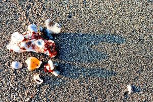 Satz Muscheln auf weißem Sandhintergrund foto